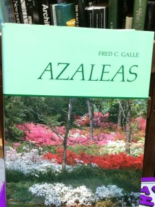 Azaleas by Fred Galle